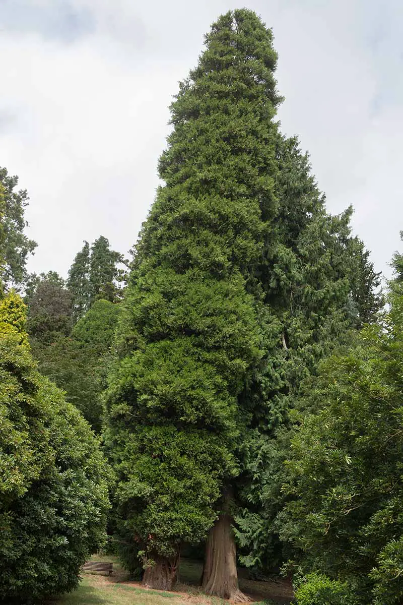 Una imagen vertical de un gran árbol Thuja plicata que crece en un parque.