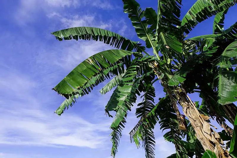 Plátanos altos con grandes hojas verdes sobre un fondo de cielo azul.