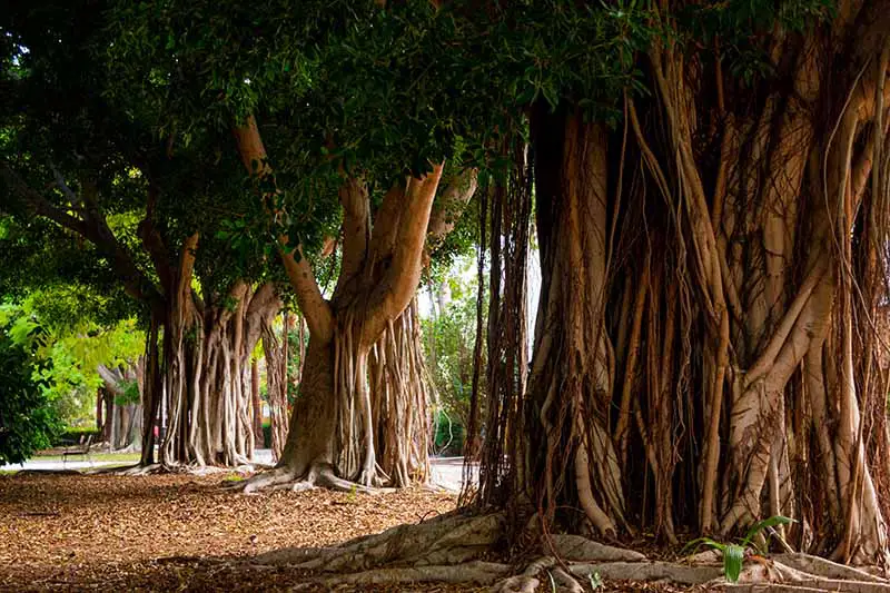 Una imagen horizontal de grandes árboles de higuera de Bengala (Ficus benjamina) que crecen al aire libre.