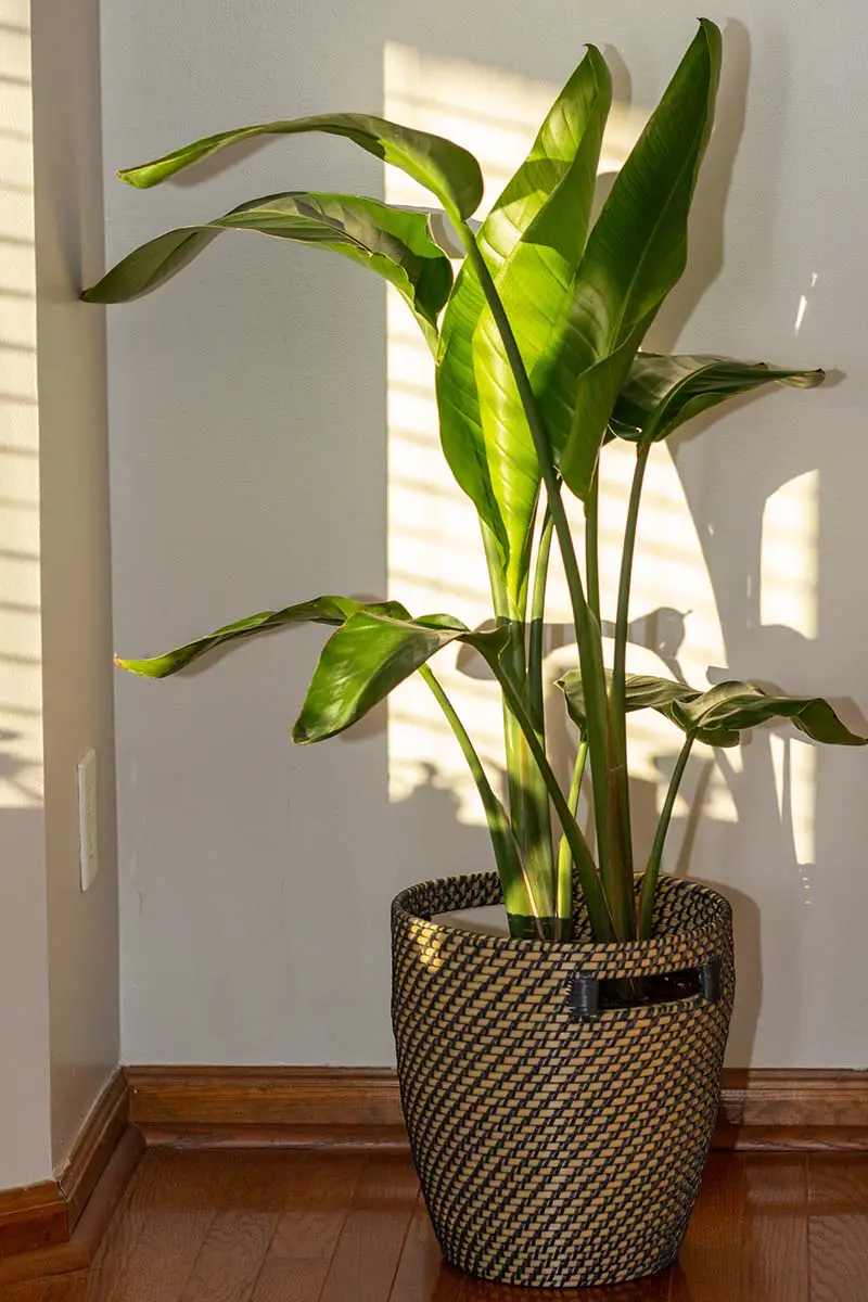 Una imagen vertical de cerca de una planta de Strelizia reginae que crece en una ventana soleada sobre un suelo de madera.
