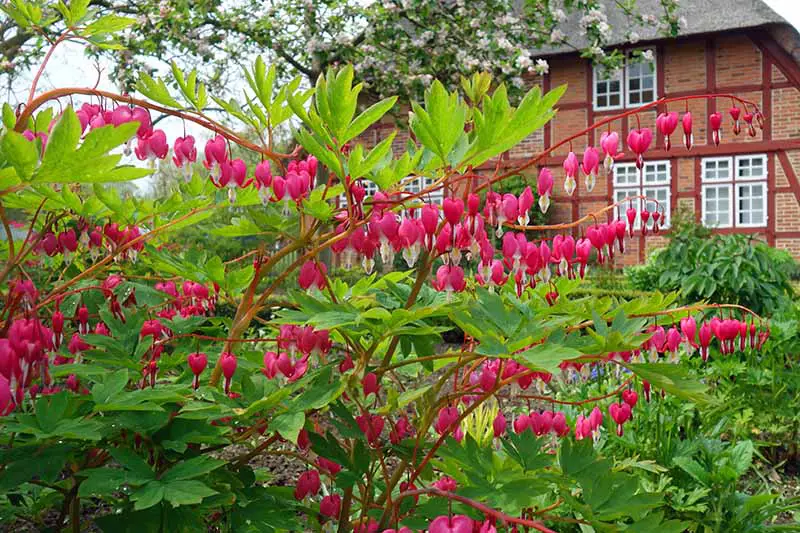 Una gran planta de L. spectabilis que crece frente a una casa de ladrillos con una gran cantidad de flores rosadas características que cuelgan de las ramas.