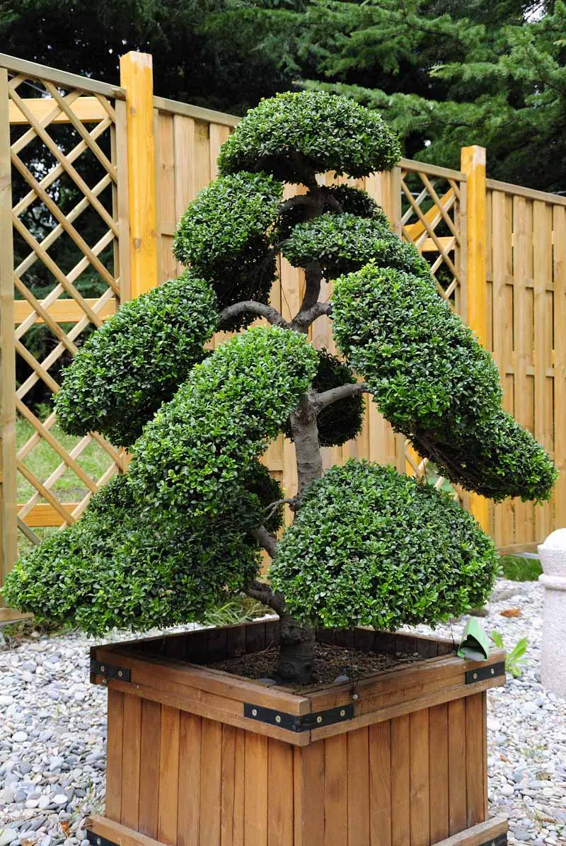 Una imagen vertical de cerca de una gran Ilex crenata entrenada como un bonsái que crece en una maceta de madera en un patio de grava.