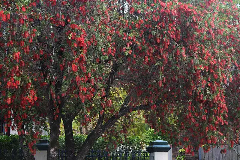 Una imagen horizontal de primer plano de un gran árbol de escobillas de botella que crece en un jardín australiano lleno de flores de color rojo brillante.