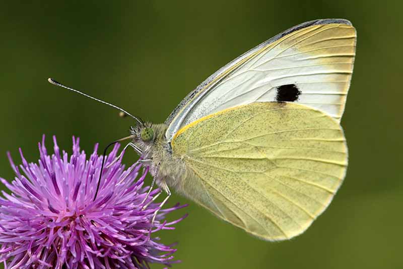 Un primer plano de una gran mariposa blanca de repollo alimentándose de una flor morada.  El insecto tiene alas blancas y amarillas, con una mancha negra oscura y venas que las recorren.  El fondo es verde en foco suave.
