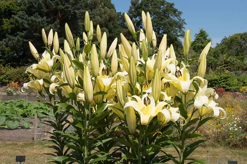 Un grupo grande de lirios blancos que crecen en el jardín, algunas de las flores están abiertas y otras todavía en capullo, con una escena de jardín en el fondo de árboles y arbustos en foco suave.