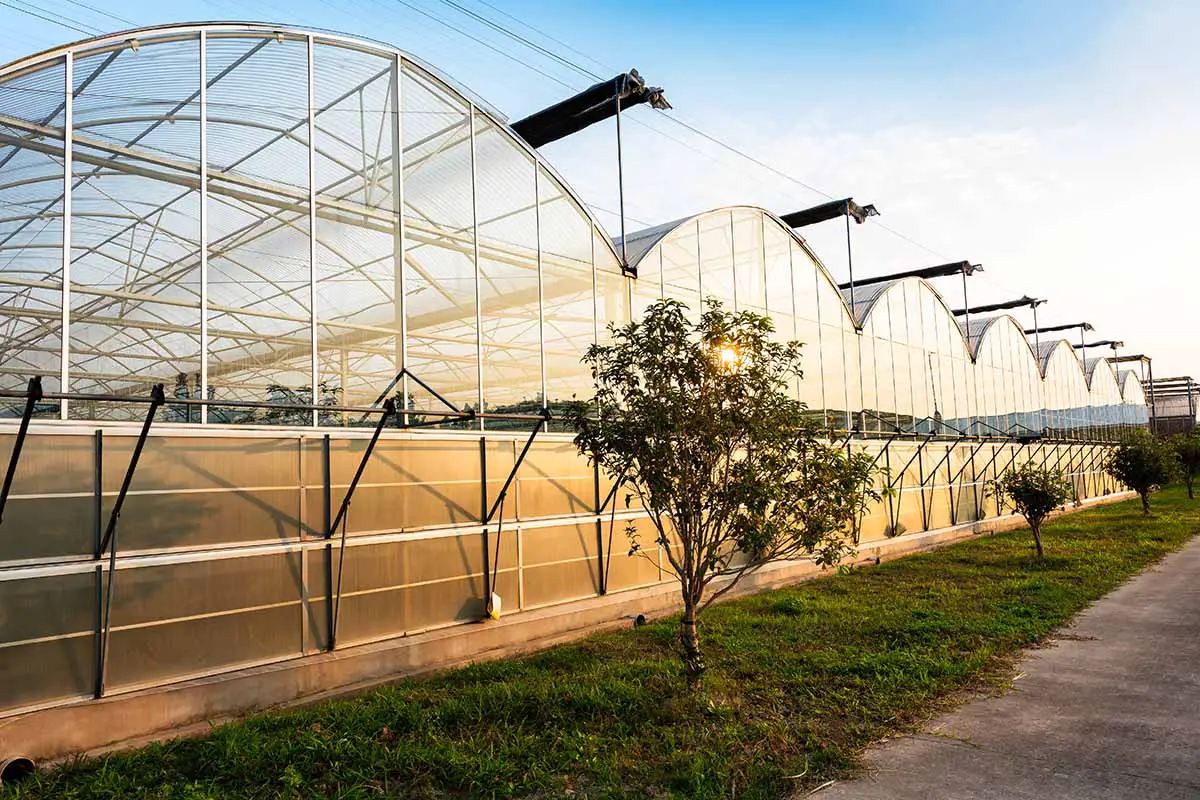 Una imagen horizontal de un gran invernadero comercial para la producción de hortalizas.