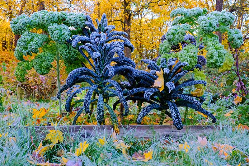 Una imagen horizontal de grandes plantas de col rizada con forma de árbol que crecen en el jardín de otoño cubiertas con una capa de escarcha con árboles en sus colores otoñales en el fondo.