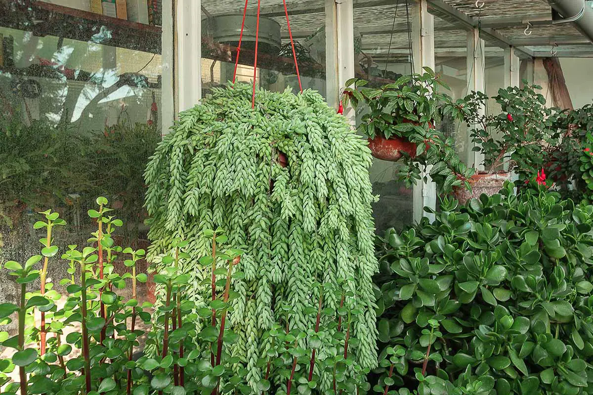 Una imagen horizontal de un grupo de plantas suculentas en un conservatorio interior.