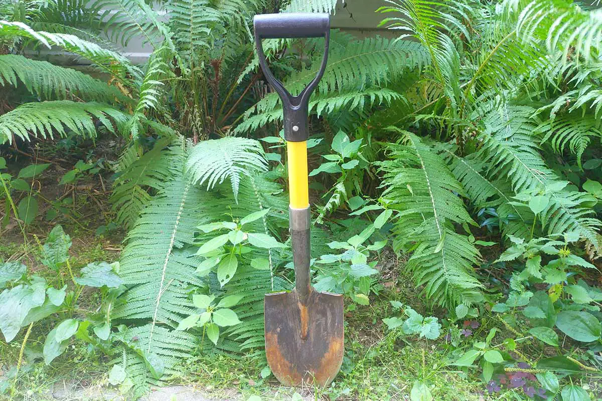 Una imagen horizontal de una pala clavada en el suelo frente a una plantación de helechos.
