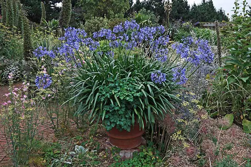 Una imagen horizontal de primer plano de una gran maceta de terracota que cultiva una planta de agapanto azul en un borde de jardín.  En el fondo hay árboles y arbustos con un enfoque suave.