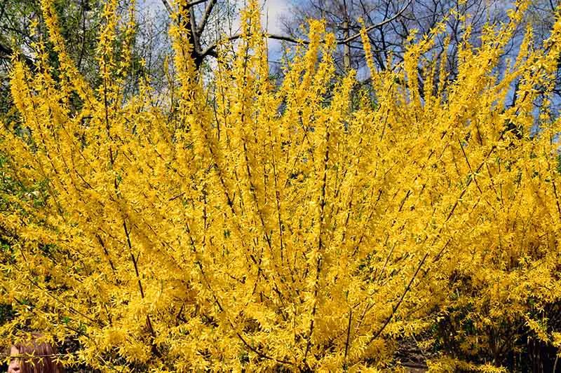 Una gran planta de forsythia en plena floración con ramas verticales y flores amarillas con árboles en un enfoque suave en el fondo.