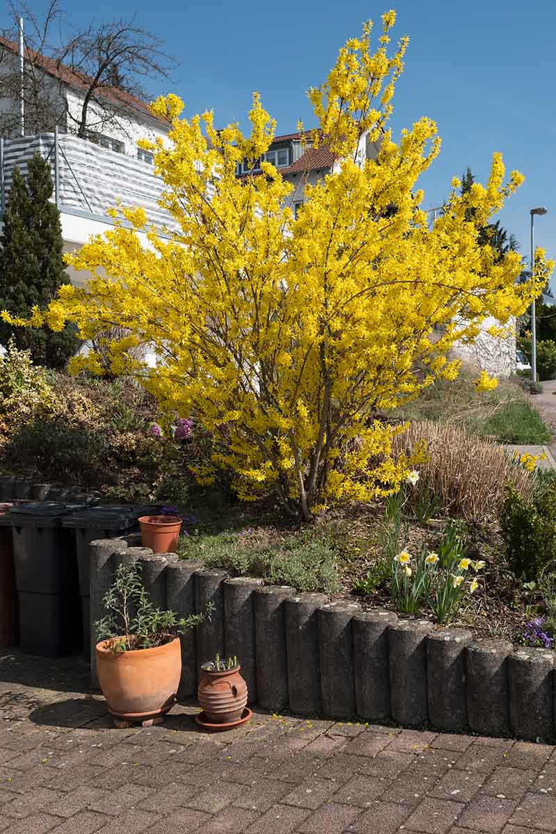 Una imagen vertical de cerca de un gran arbusto que crece frente a una casa en plena floración en primavera.