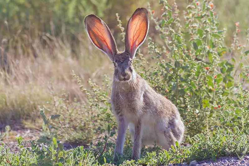 Una imagen horizontal de cerca de una liebre o una liebre sorprendida con orejas enormes.