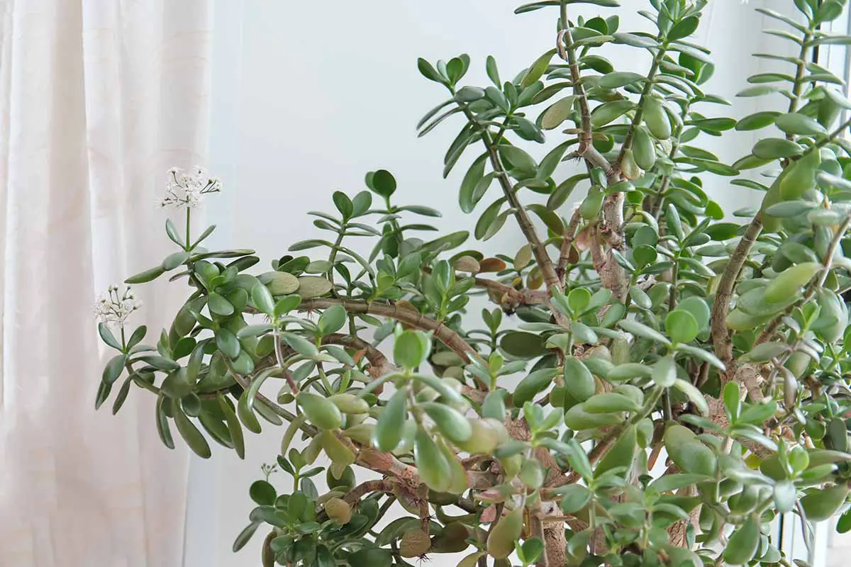 Una imagen horizontal de una gran planta de jade con múltiples tallos de piernas largas y pequeñas flores blancas.