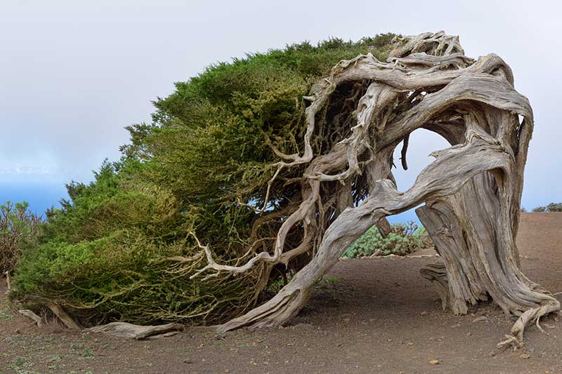 Una imagen horizontal de un gran árbol de enebro que crece salvaje en la costa con una forma inusual como resultado del viento.