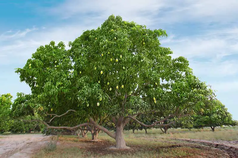 Una imagen horizontal de grandes árboles de mango que crecen en el paisaje representado sobre un fondo de cielo azul.