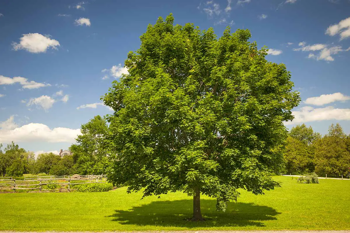 Una imagen horizontal de un árbol de arce que crece en un parque fotografiado bajo un sol brillante sobre un fondo de cielo azul.
