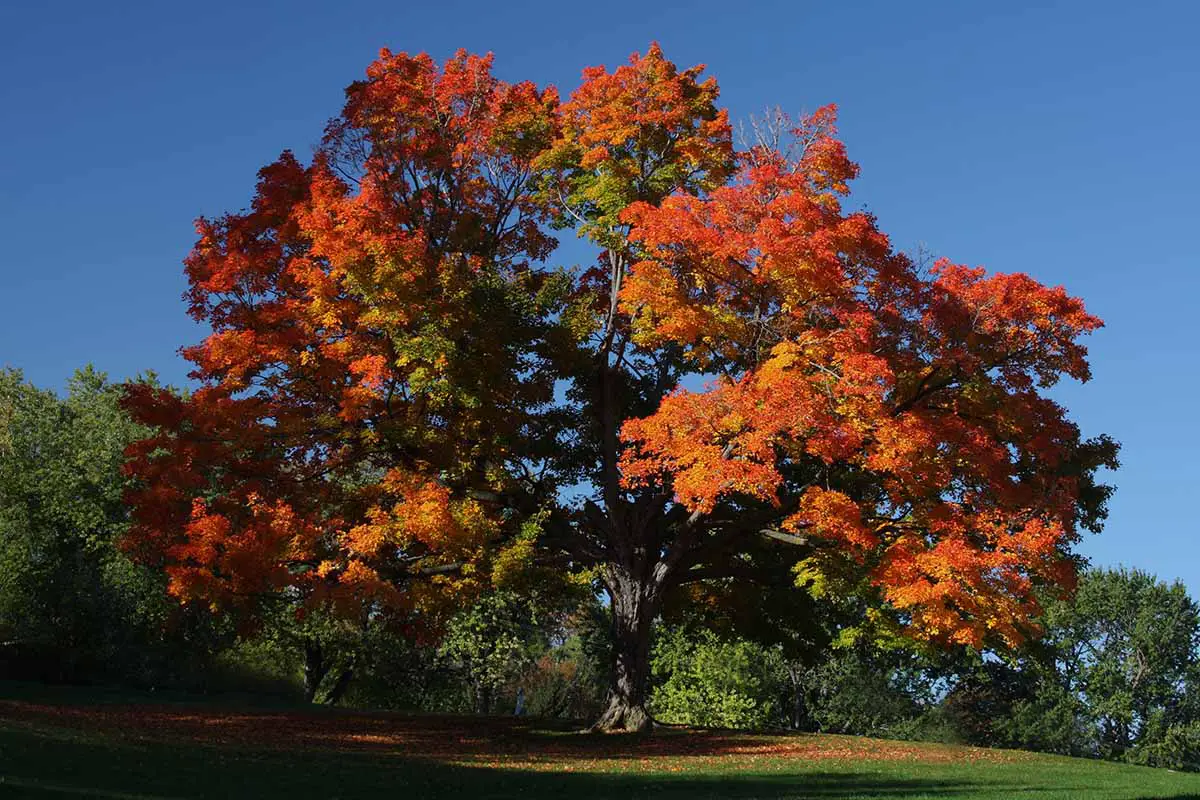 Una imagen horizontal de un gran árbol de arce azucarero con follaje que cambia de color en otoño en un fondo de cielo azul.
