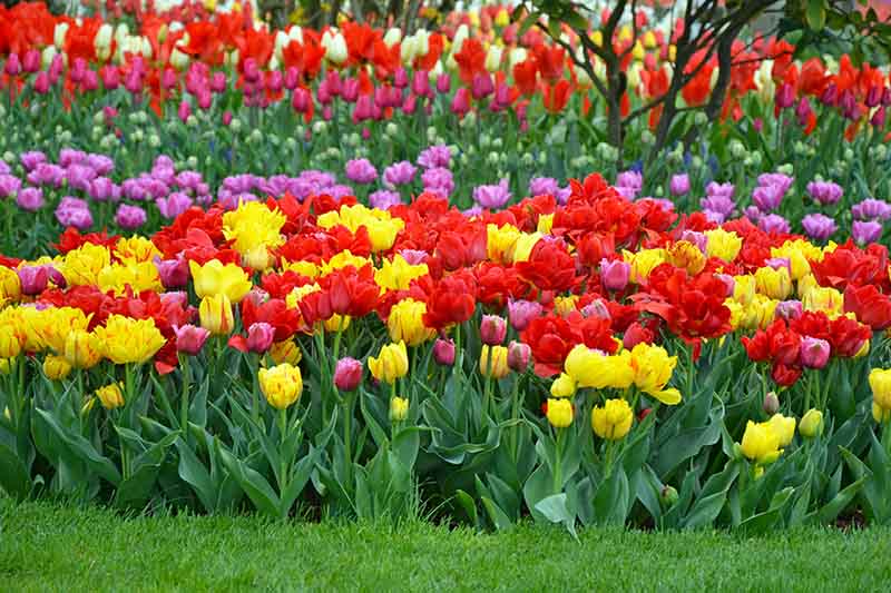 Un primer plano de varios tulipanes de diferentes colores que crecen en una plantación masiva en un campo en primavera, con la hierba corta de un césped frente a ellos.