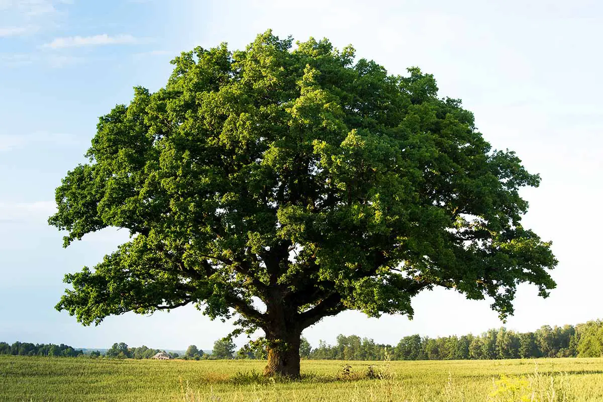 Una imagen horizontal de un gran árbol Quercus que crece en un campo fotografiado a la luz del sol.