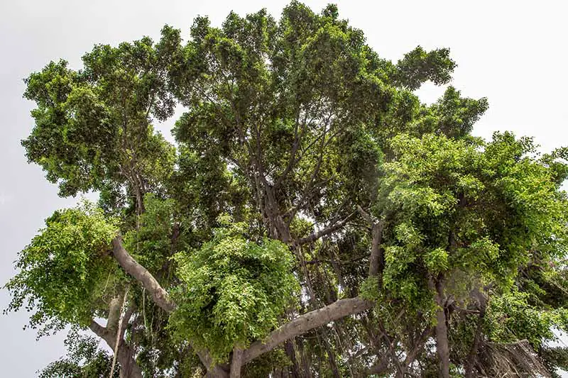 Una imagen horizontal del dosel de una gran higuera llorona (Ficus benjamina) que crece al aire libre.