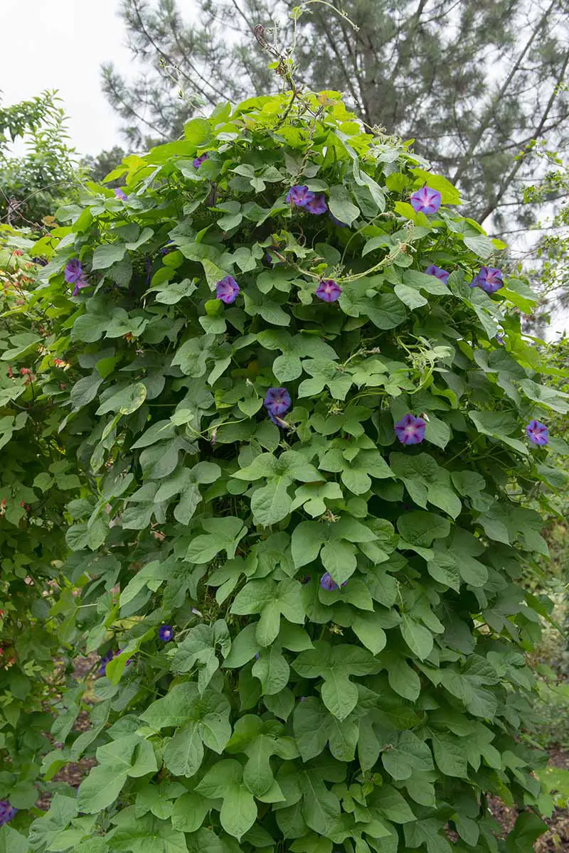 Una imagen vertical de cerca de una gran enredadera de campanilla (Ipomoea purpurea) que se ha apoderado de una sección del jardín.