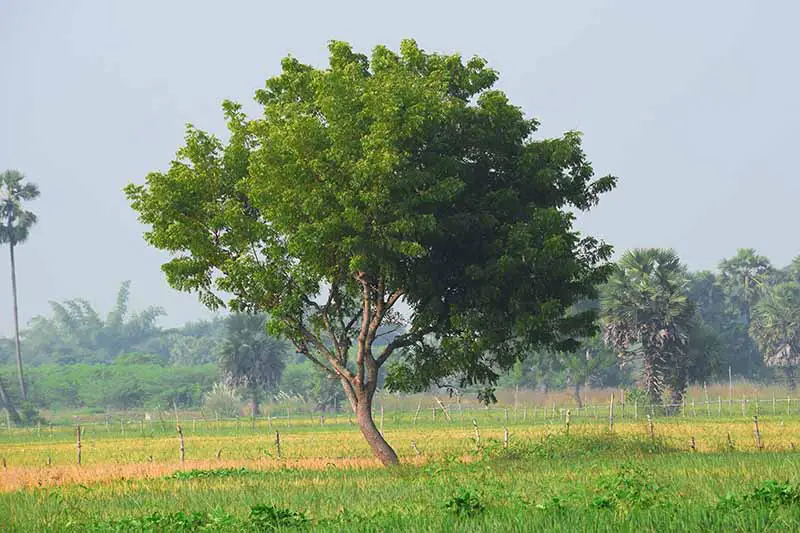 Una imagen horizontal de un gran árbol de neem que crece en una ubicación tropical.