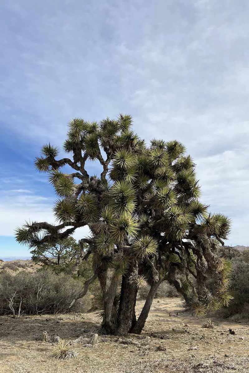 Una imagen vertical de un árbol de Josué grande y viejo con múltiples ramas que crecen en el desierto.