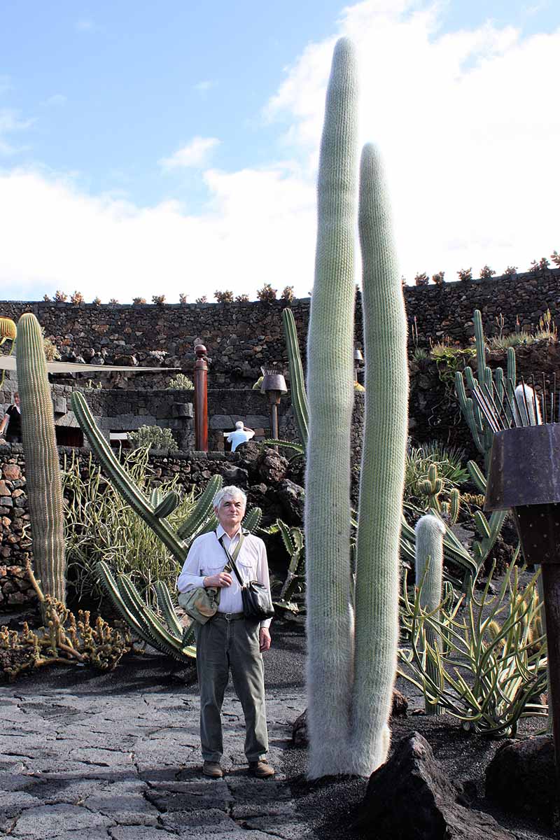 Una imagen vertical de un hombre parado al lado de una gran planta de cactus que crece al aire libre en un fondo de cielo azul.