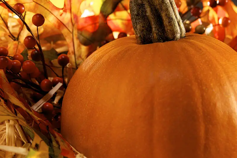 Un pepo de Cucurbita naranja grande se cierra con decoraciones de otoño en un enfoque suave en el fondo.