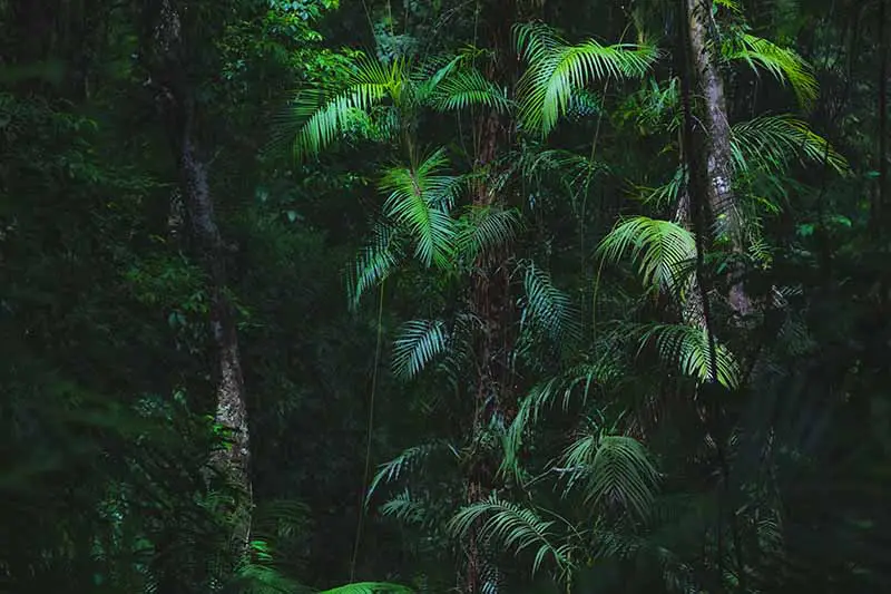 Una imagen horizontal de cerca de grandes Chamaedorea elegans (palmeras de salón) que crecen silvestres en un bosque.