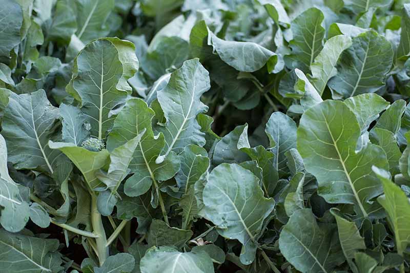 Un primer plano de brócolini que crece en el jardín con las cabezas pequeñas comenzando a desarrollarse entre el follaje verde oscuro.