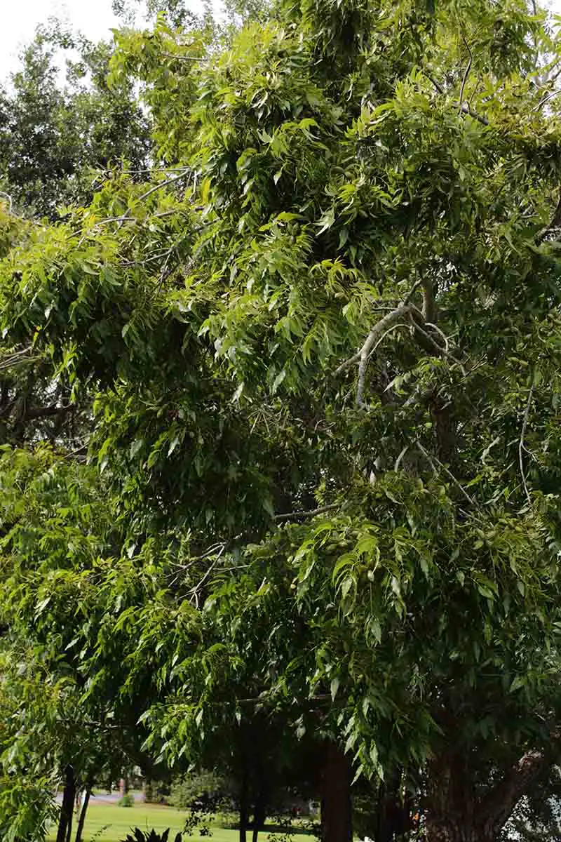 Una imagen vertical de un gran árbol de nuez maduro que crece en el jardín.