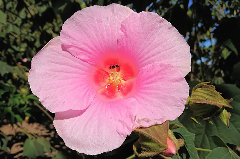 Una gran flor de malva rosa rosa que crece en el jardín bajo el sol brillante sobre un fondo de enfoque suave.