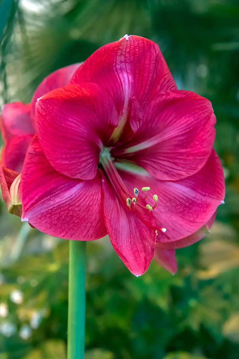 Una imagen vertical de primer plano de una flor de Hippeastrum roja brillante que crece en el jardín representada en un fondo verde de enfoque suave.