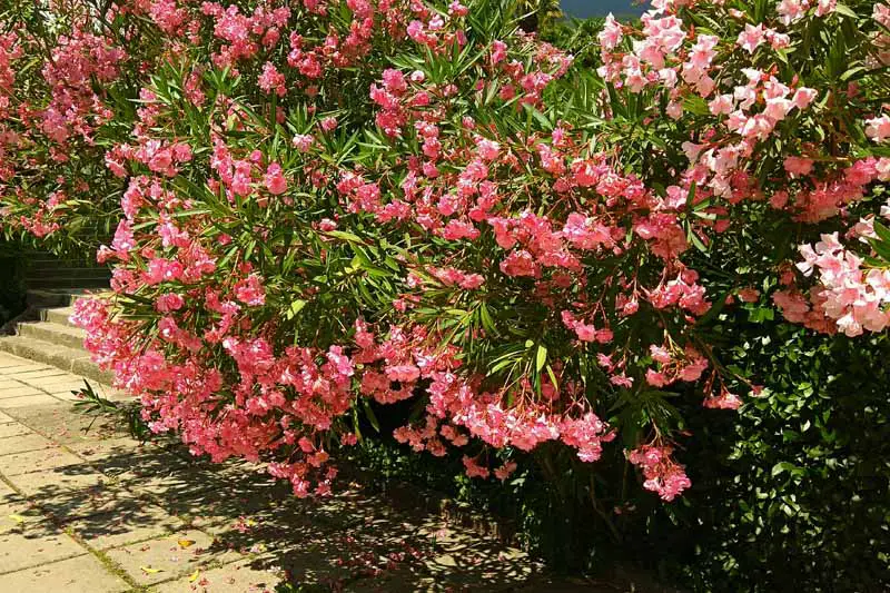 A large pink oleander shrub in bloom on a sunny day. A backyard setting next to a stone tiled patio.
