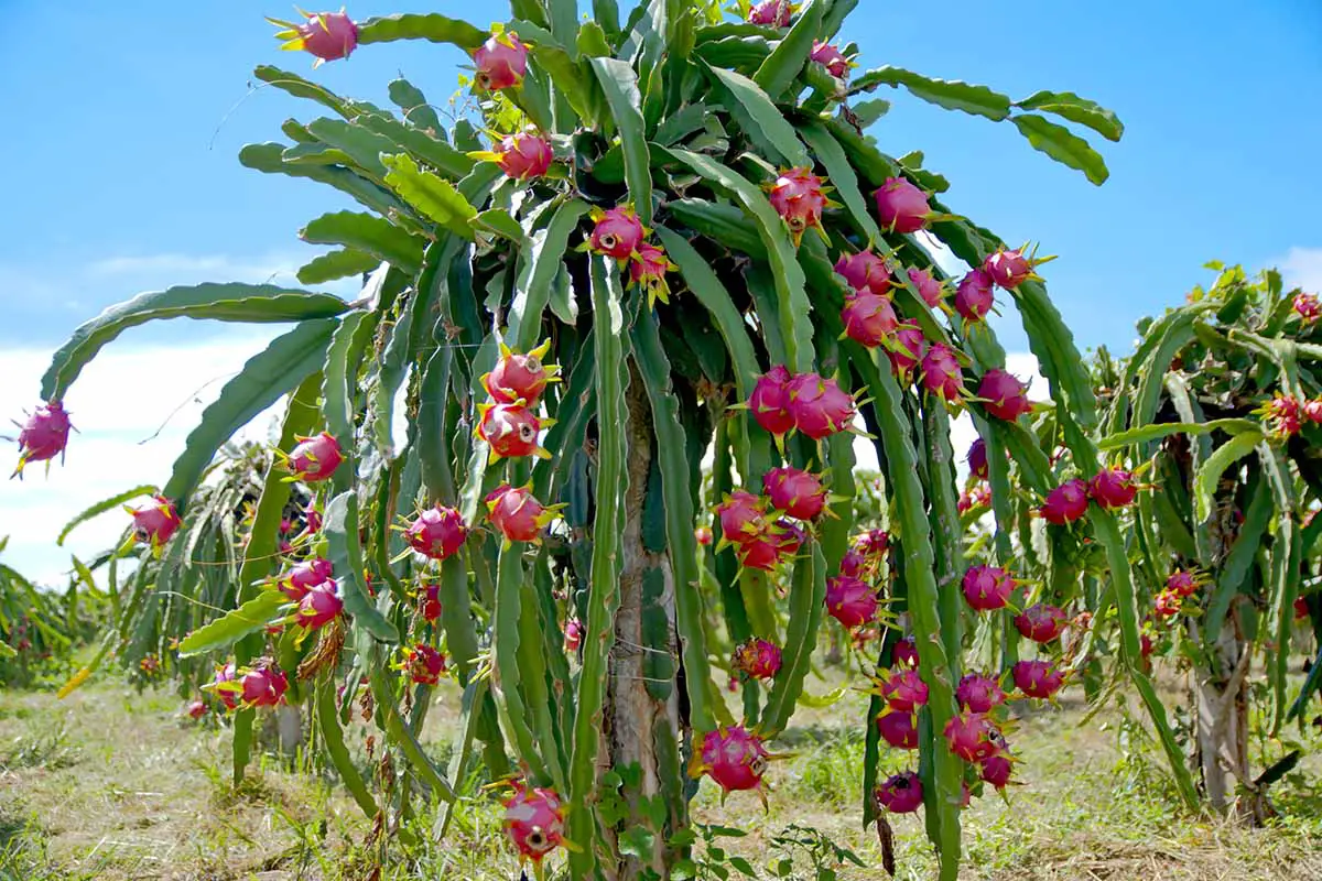 Una imagen horizontal de cerca de una gran planta de fruta de dragón que crece en una fila de otras al aire libre.