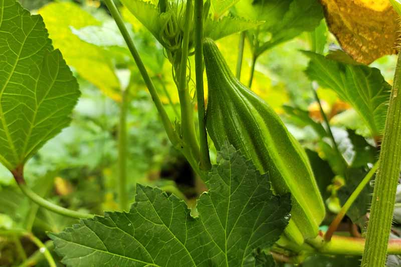 Una imagen horizontal de cerca de una gran vaina de okra que crece en el jardín.
