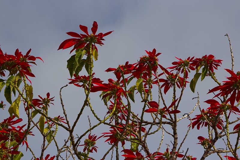 Una imagen horizontal de plantas de poinsettia con coloridas brácteas rojas y follaje verde que crece salvaje en un fondo gris.