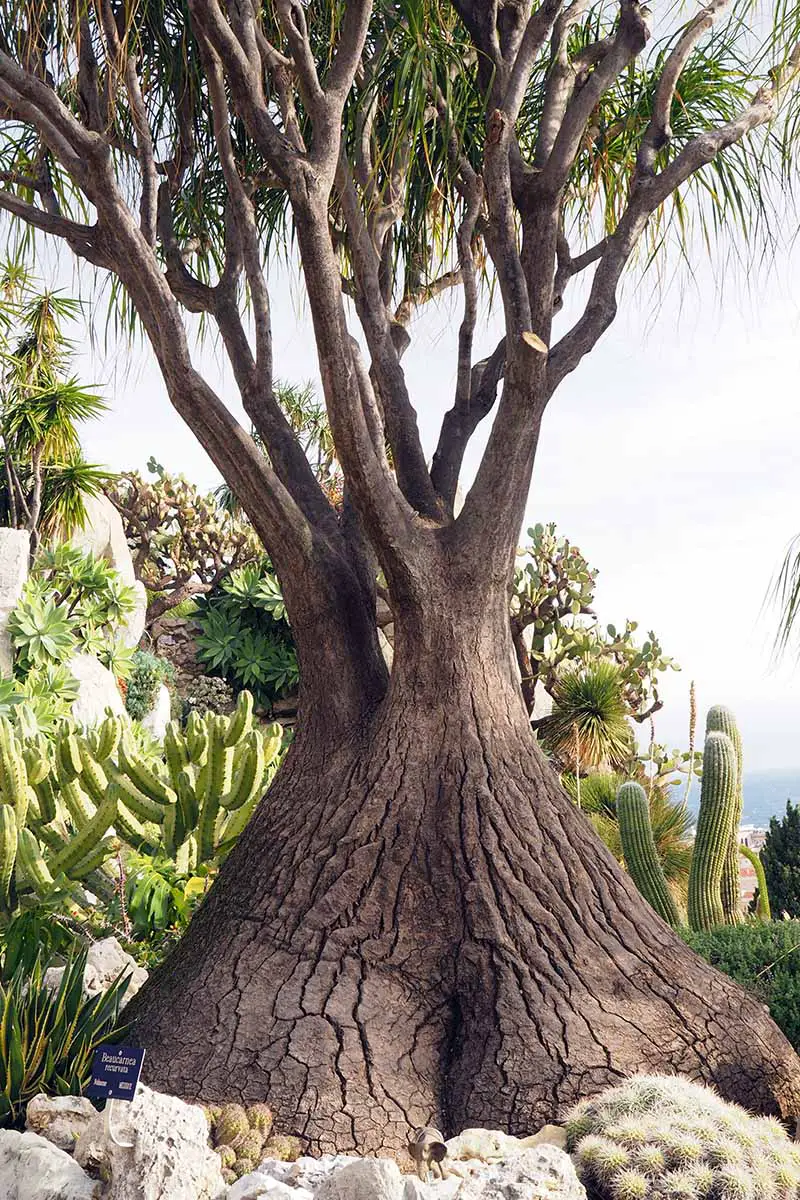 Una imagen vertical de cerca de una gran palmera de cola de caballo que crece en el jardín fotografiada con cactus y suculentas en el fondo.