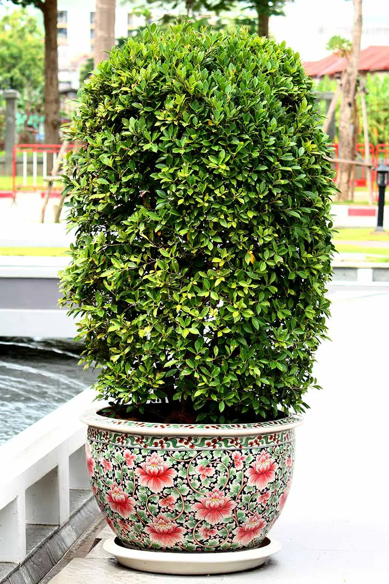 Una imagen vertical de primer plano de un árbol de hoja perenne ornamental que crece en un recipiente decorativo al aire libre junto a una piscina con una casa con un enfoque suave en el fondo.