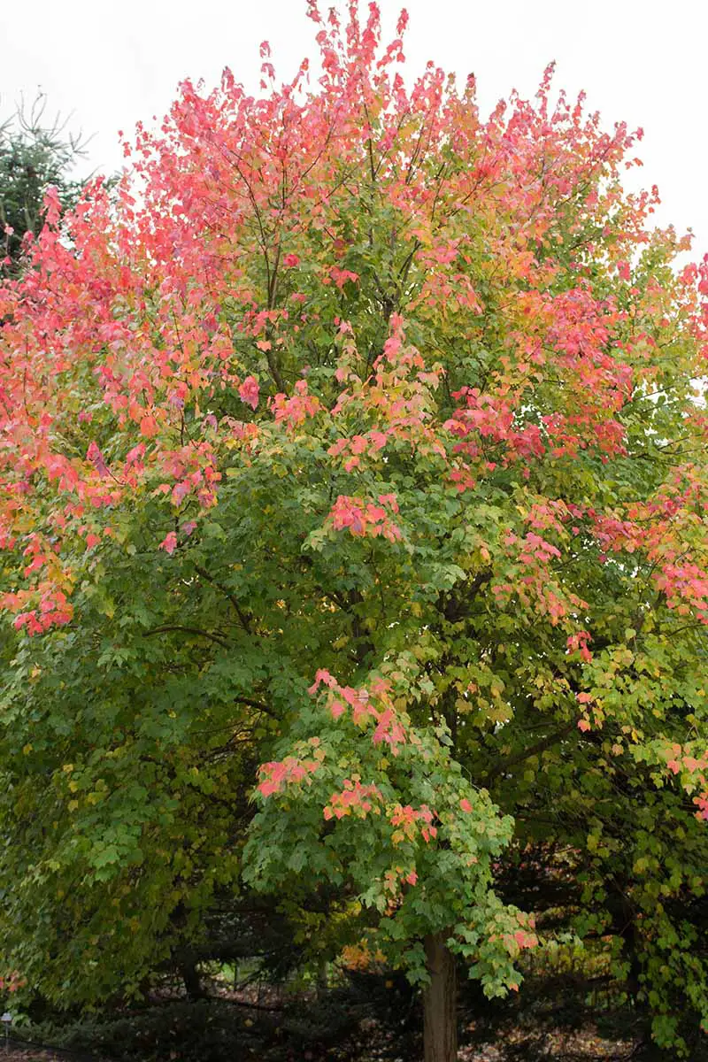 Una imagen vertical de cerca de un árbol de arce rojo que crece en el jardín.