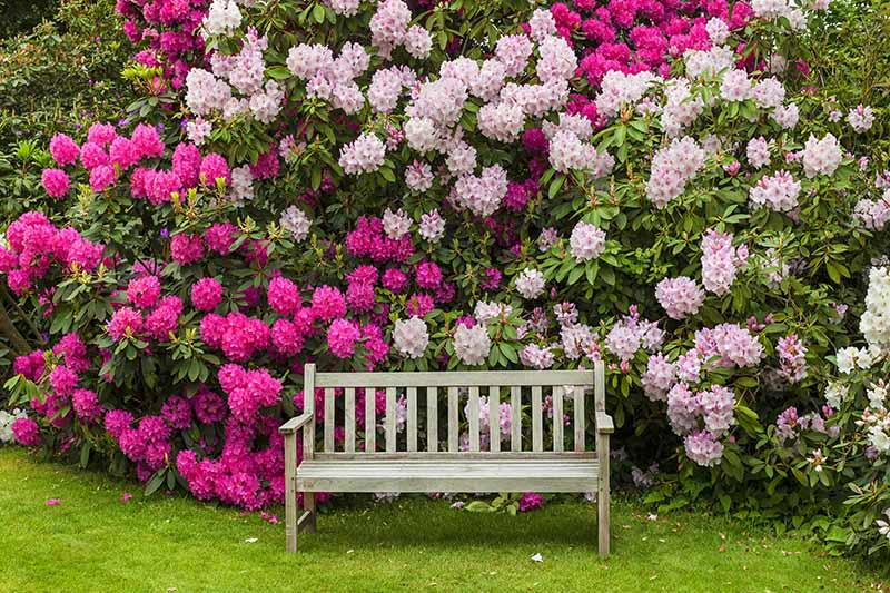 Una imagen horizontal de un banco de madera colocado frente a arbustos de rododendros de color rosa claro y oscuro.