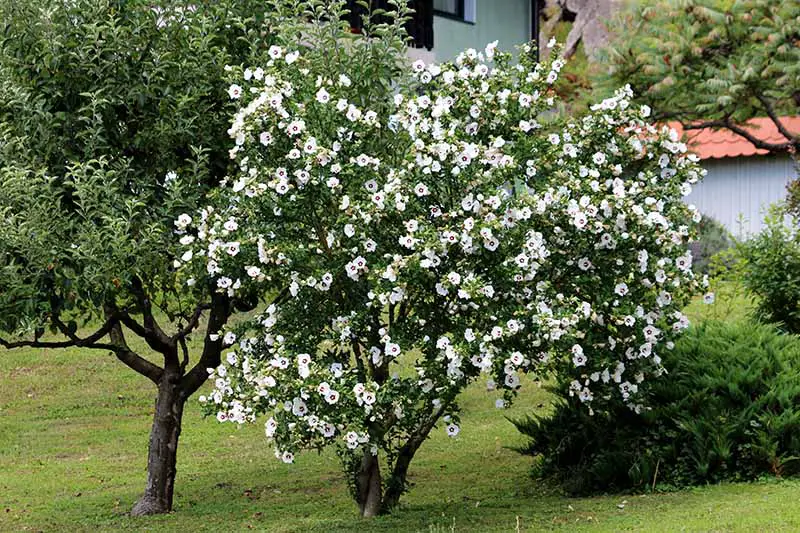Una imagen horizontal de cerca de un arbusto de rosa de Sharon con flores blancas y rojas que crecen en el jardín.