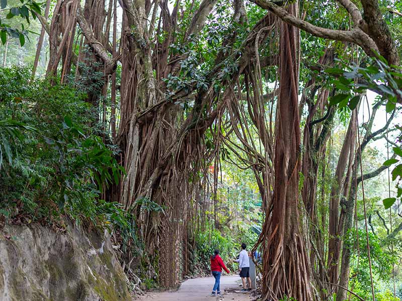 Una imagen horizontal de un gran árbol de Ficus elastica que crece de forma silvestre en la India con personas de pie debajo de sus enormes ramas.
