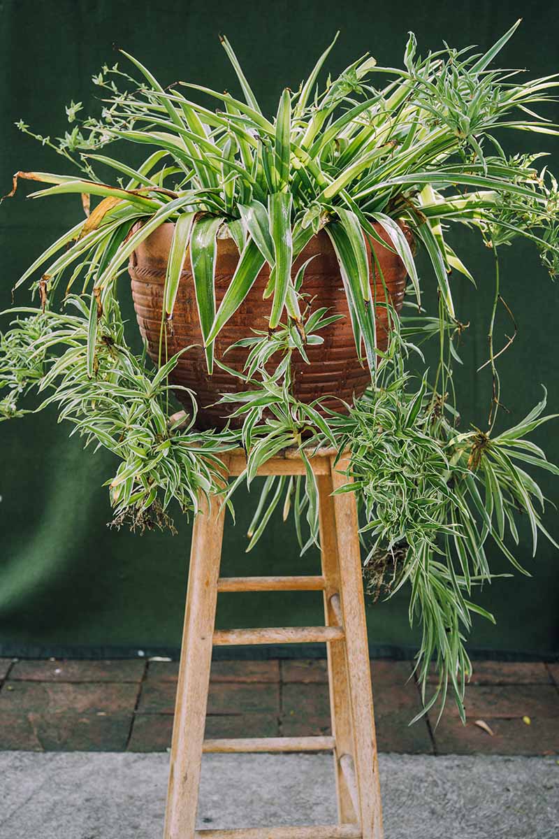 Una imagen vertical de cerca de un gran Chlorophytum comosum que crece en una maceta de terracota en el interior con una gran cantidad de estolones, spiderettes y flores, representada en un fondo de enfoque suave.