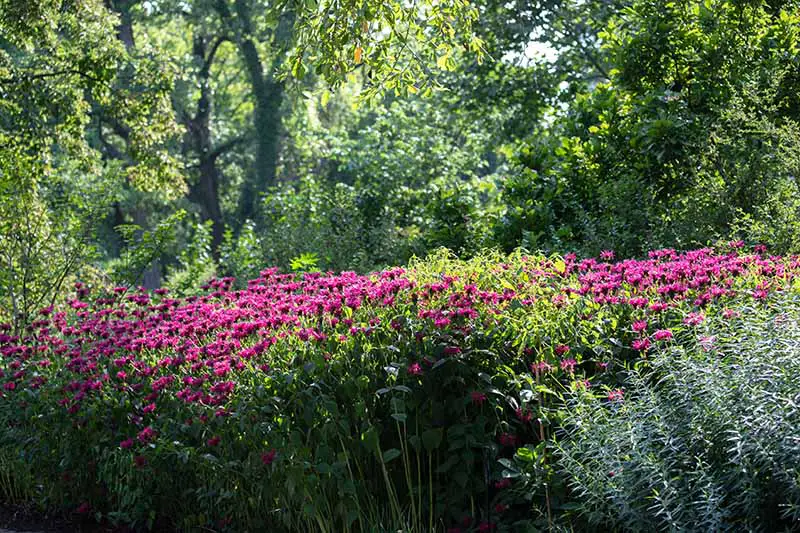 Una imagen horizontal de un gran puesto de flores que crecen en un lugar sombreado con árboles en el fondo.