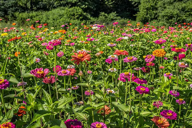 Una imagen horizontal de flores anuales que crecen en una plantación masiva en un campo con cobertura en el fondo.