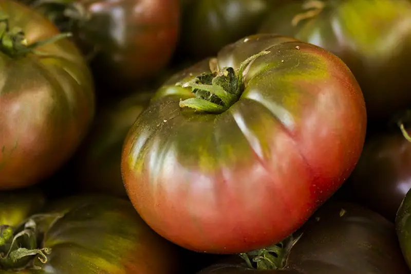 Un primer plano de un gran tomate 'Púrpura Cherokee' con piel roja que es verde alrededor del tallo, sobre un fondo de enfoque suave.