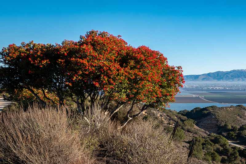 Una imagen horizontal de un gran arbusto toyon (Heteromeles arbutifolia) que crece junto a un lago con montañas y cielo azul en el fondo.
